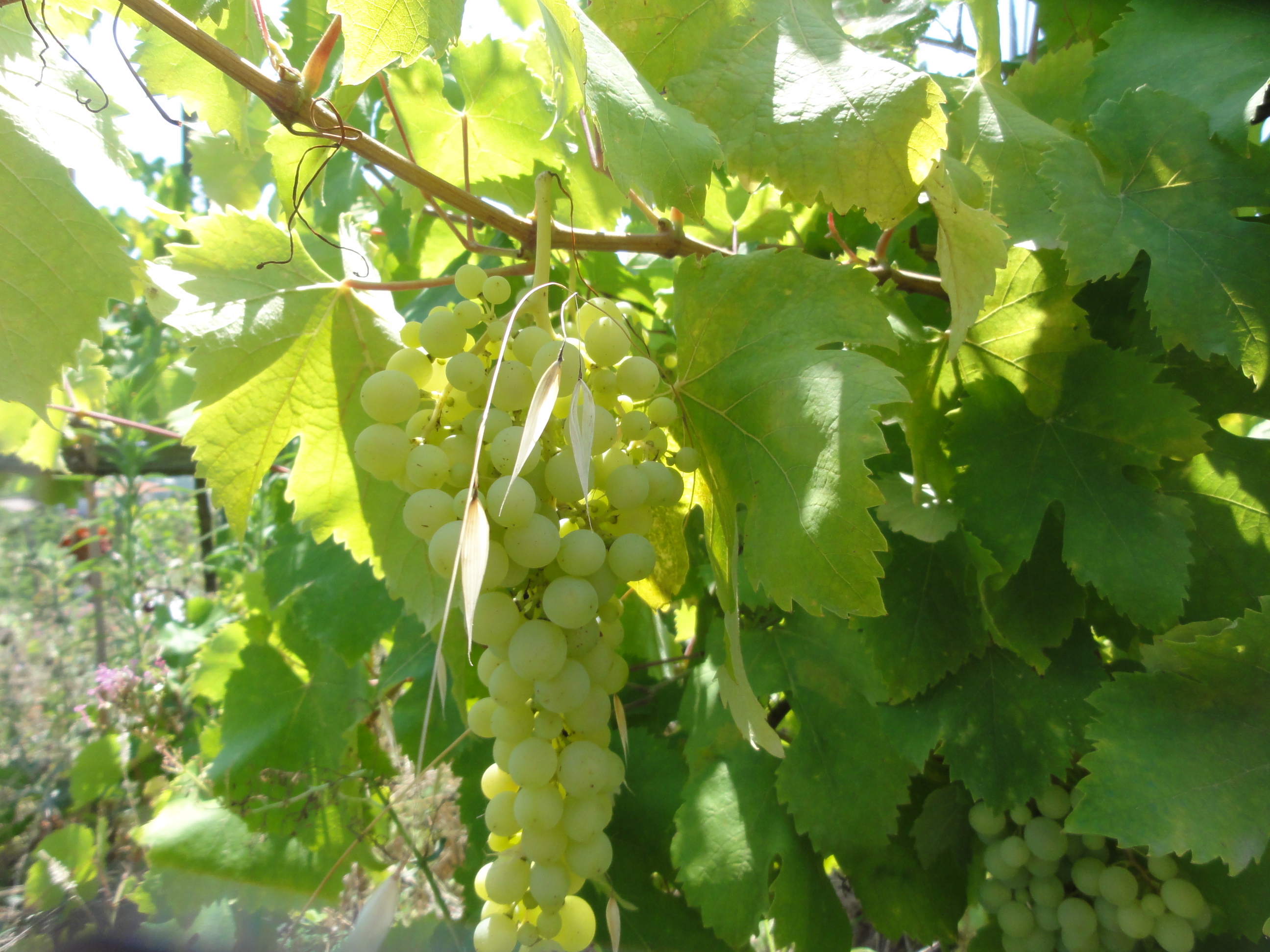 Weinreben auf der Insel Ischia Weinrebe auf Ischia