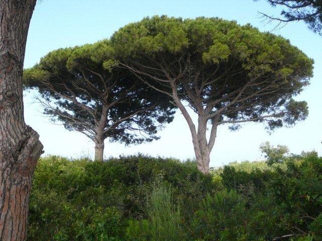 Wandern auf Ischia Wandern auf Ischia
